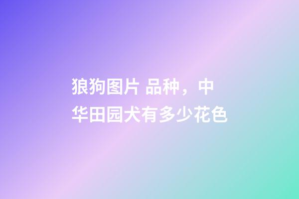 狼狗图片 品种，中华田园犬有多少花色-第1张-观点-玄机派